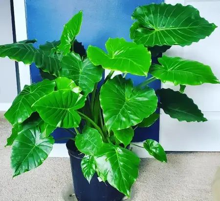 alocasia calidora (elephat ear) plant care