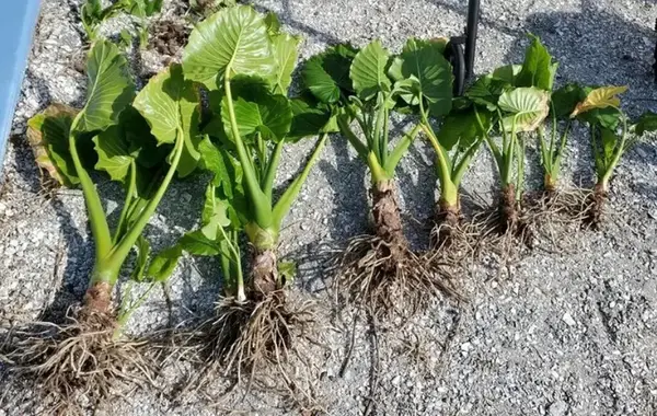 alocasia calidora rhizome propagation