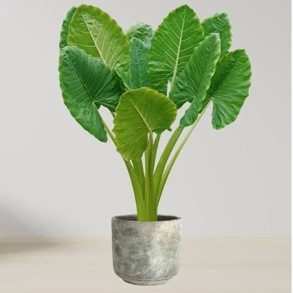 Alocasia Cucullata | Chinese Taro Care & Propagation Guide