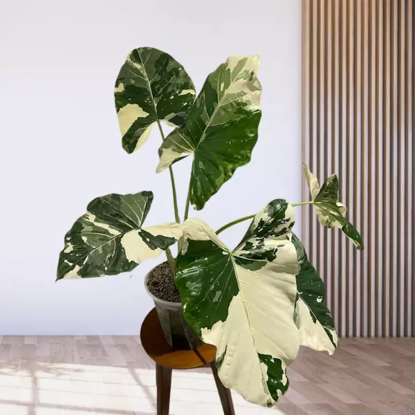 Alocasia Macrorrhiza, Giant Taro plant