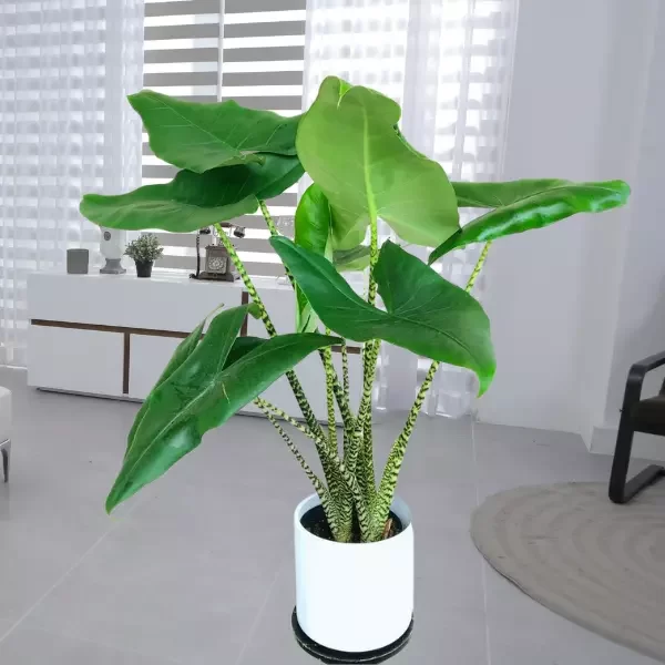 Alocasia Zebrina