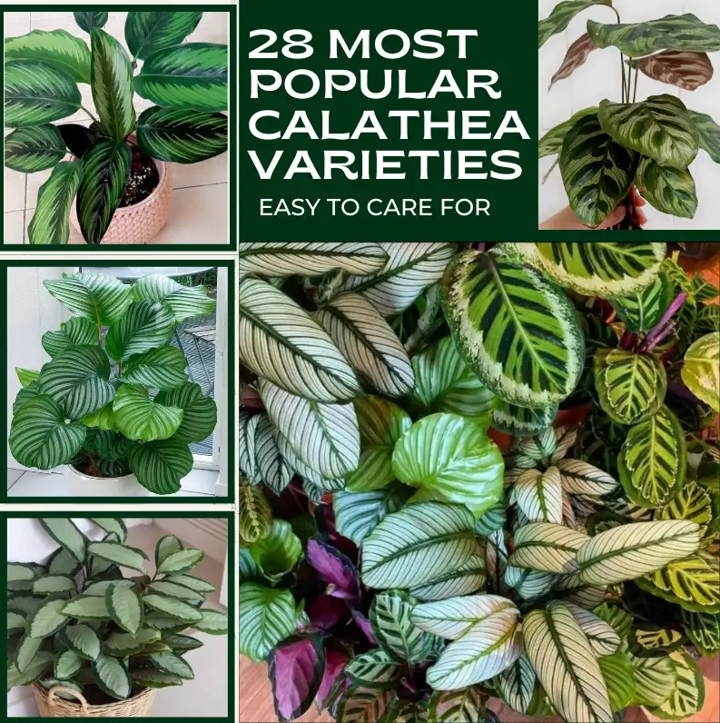 Calathea plants varieties