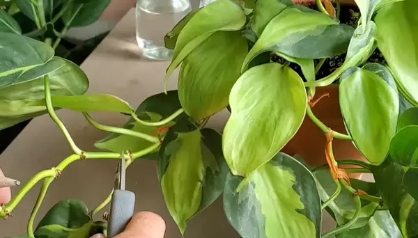 choosing stem for propagation