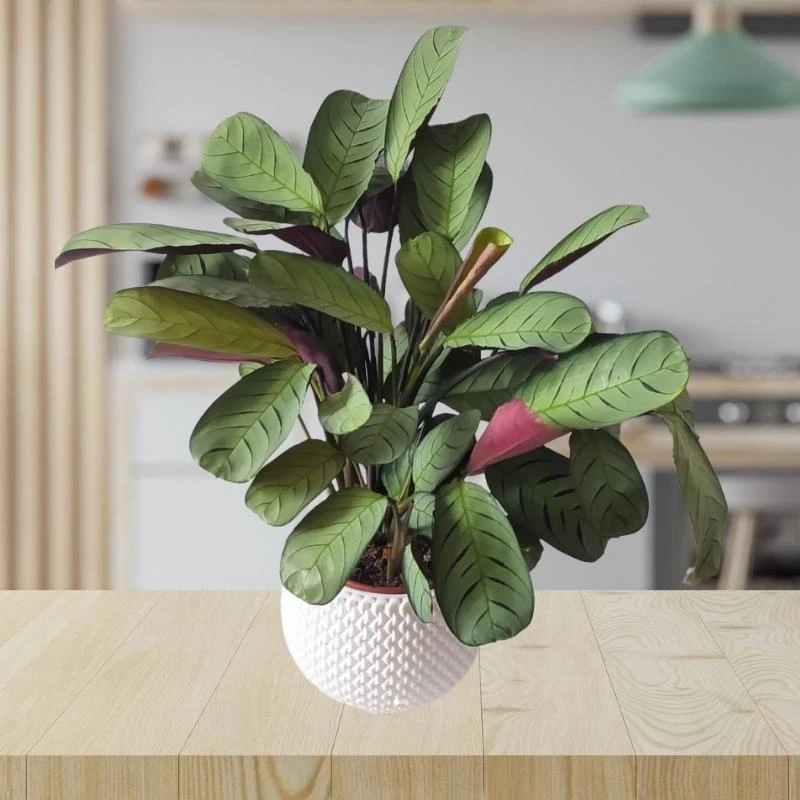 Plante Calathea | Ctenanthe Burle-Marxii Amabilis