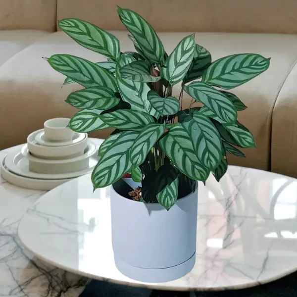 Ctenanthe Setosa Compact Star | Calathea Setosa