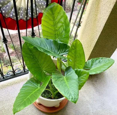 Does Alocasia Calidora like Sun or Shade?