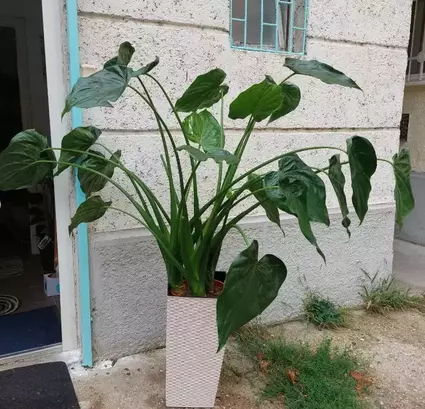 Alocasia Cucullata | Chinese Taro Care & Propagation Guide