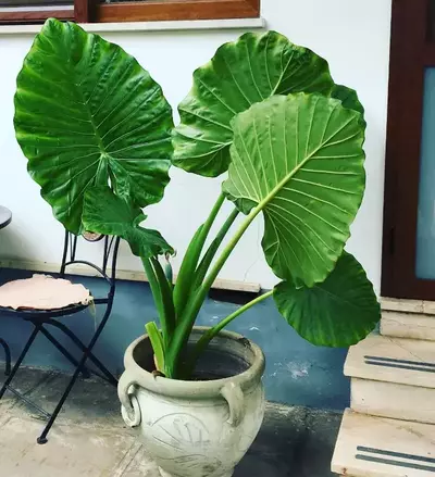 Growth of Alocasia Macrorrhiza 