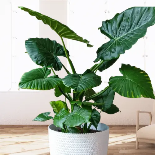 How do you care for Alocasia Calidora?