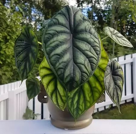 Alocasia Baginda Dragon Scale Care & Propagation Tips