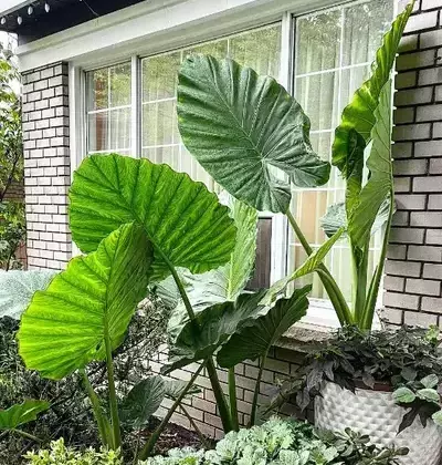 How do you take care of Alocasia Macrorrhiza?