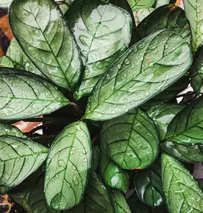 humidity need of ctenanthe amagris