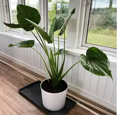 Light need of Alocasia Cucullata 