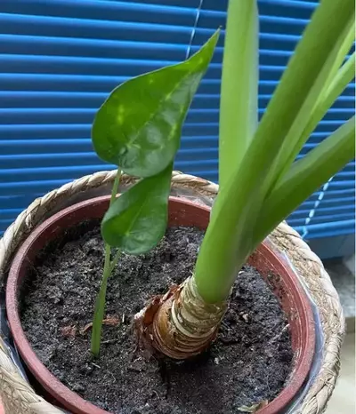 off set division of alocasia cucullata plant