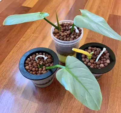 philodendron propagation in leca