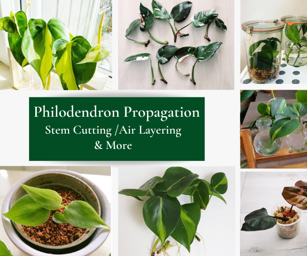 phiodendron propagation - in water, soil, leca & more