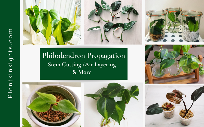 phiodendron propagation - in water, soil, leca & more