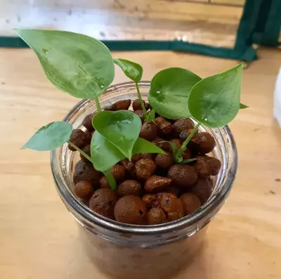 propagation of alocasia cucullata through corms