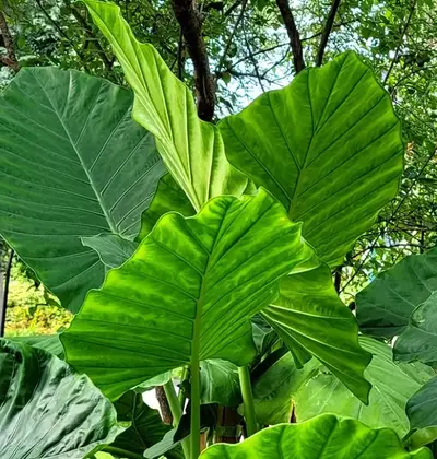 pruning of alocasia calidora