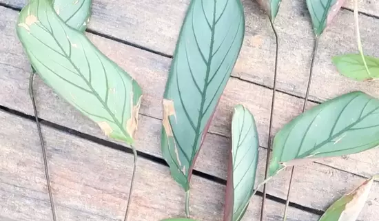 pruning of ctenanthe setosa