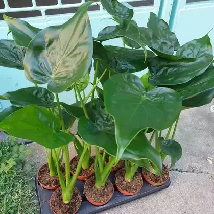 repotting of alocasia cucullata