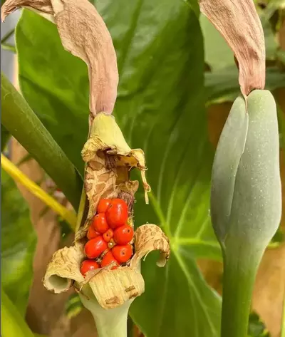 seeds of alocasia macrorrhiza