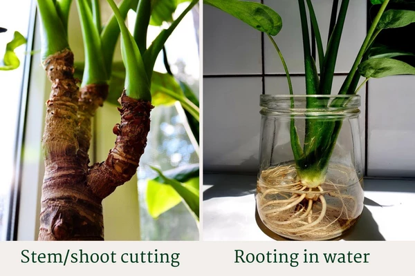 stem cutting propagation of alocasia cucullata