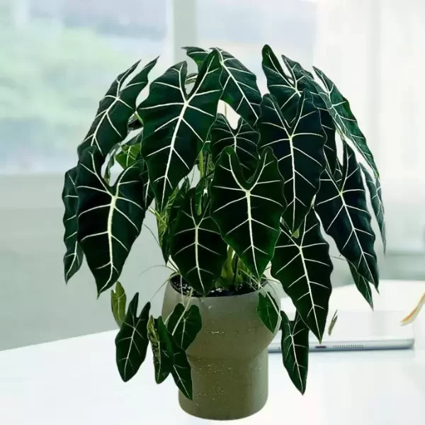 alocasia frydek - green velvet alocasia