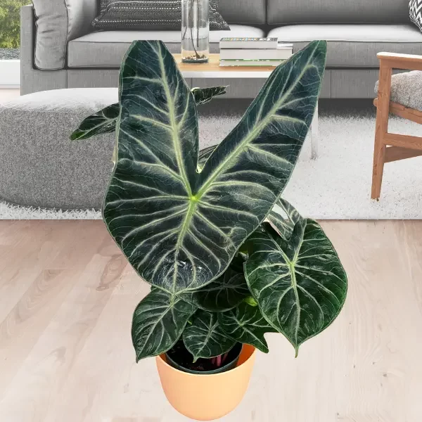 Alocasia Ivory Coast Care