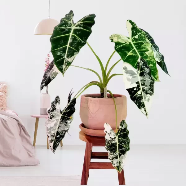 alocasia micholitziana frydek variegated