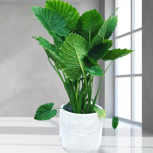 Alocasia Odora | Elephant Ear Plant