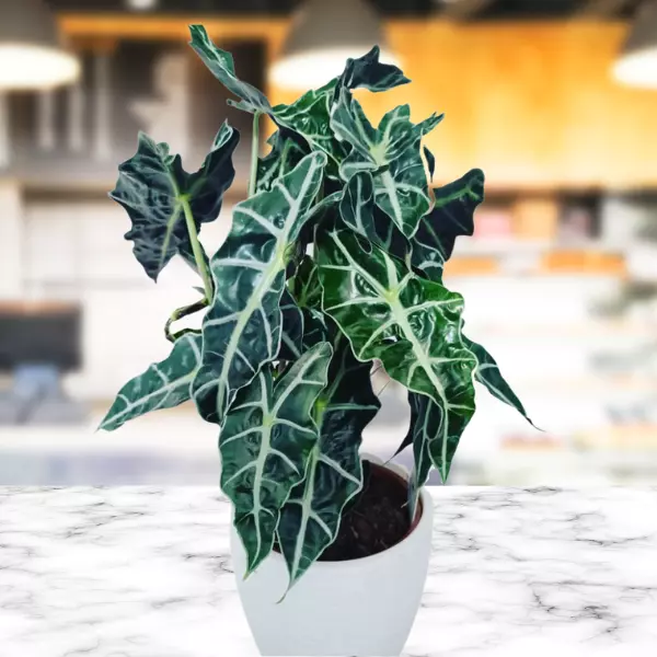 alocasia polly- african mask plant care tips