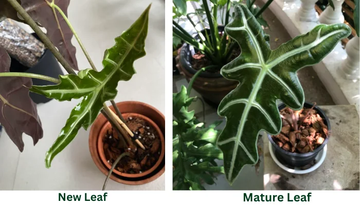 alocasia sanderiana leaf