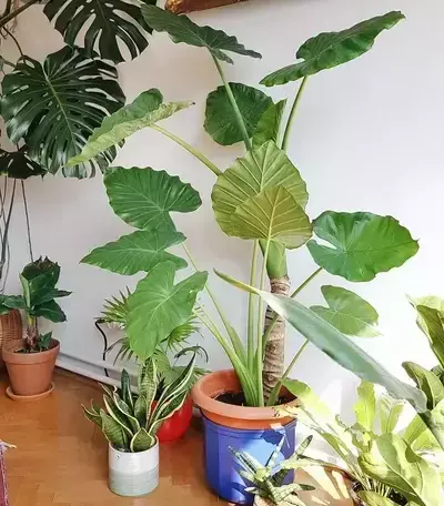 grouping alocasia odora with other plants to elevate humidity