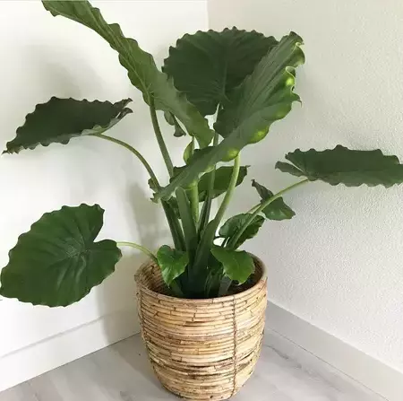 How do you take care of Alocasia Odora?