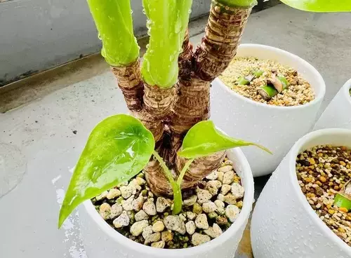 propagating alocasia odora by offset division