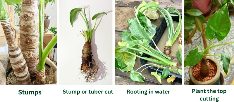 propagating alocasia odora by stem cutting