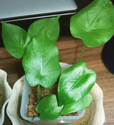 propagation of alocasia odora through corms