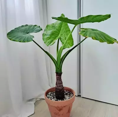 repotting alocasia odora