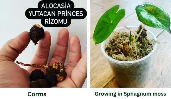 corm propagation of alocasia sarawakensis yucatan princess