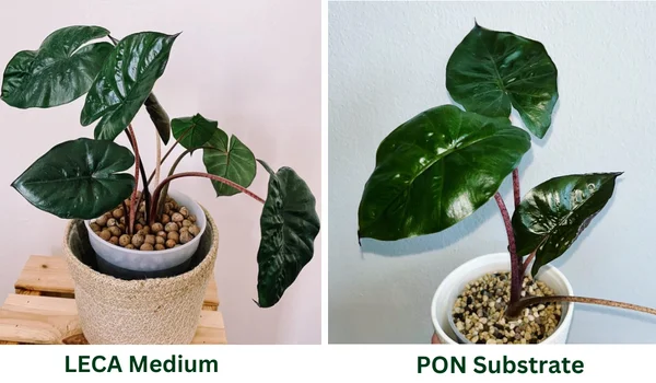 Growing in Semi Hydroponics