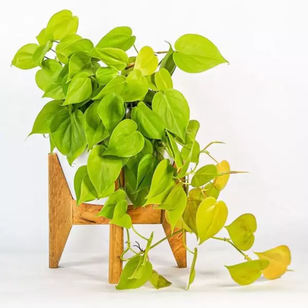 Philodendron Lemon Lime