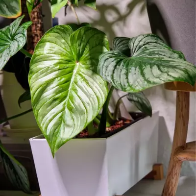 How to Care for Philodendron Mamei