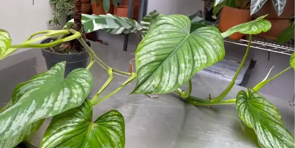 is philodendron mamei a climber or crawler