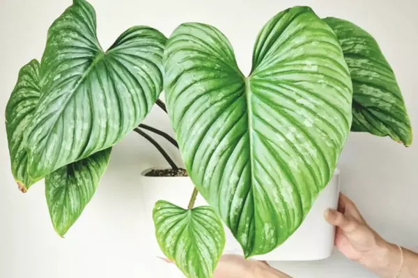 Is Philodendron Mamei a fast grower?