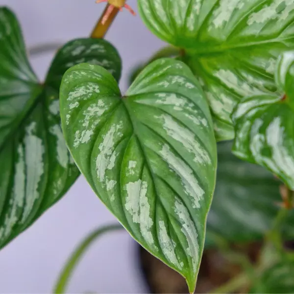 philodendron mamei- silver cloud plant care