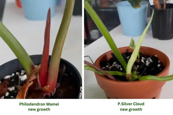 philodendron mamei vs silver cloud difference