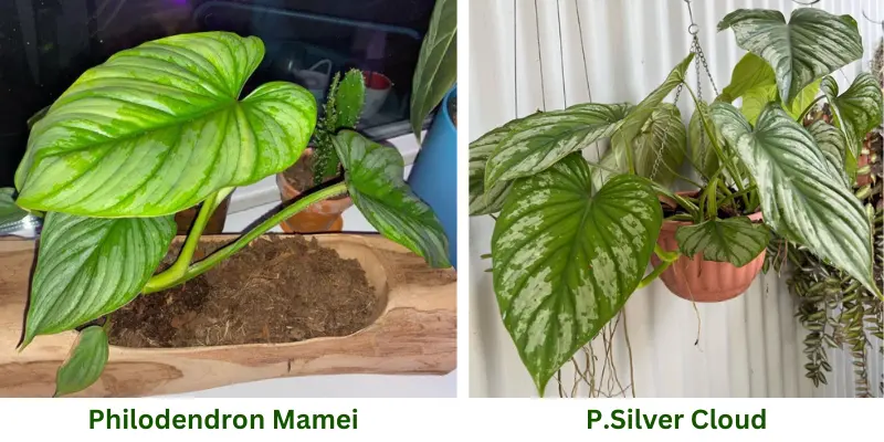 philodendron mamei vs. philodendron silver cloud