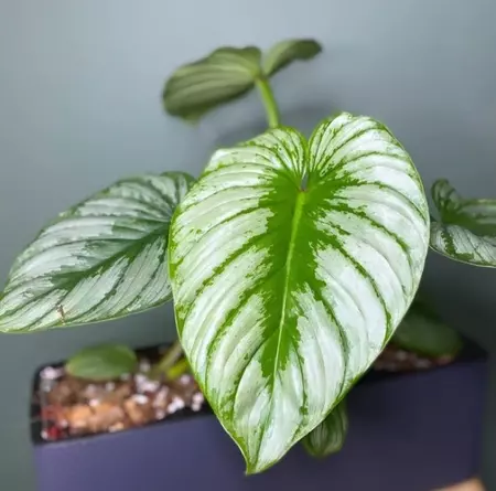 potting philodendron mamei