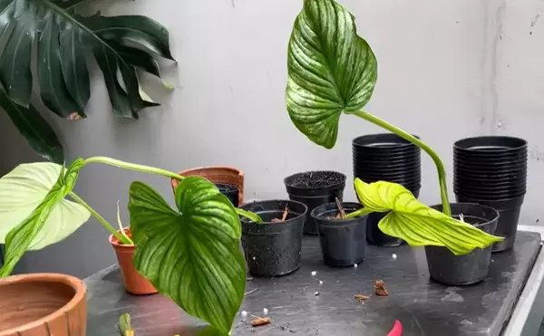 propagating philodendron mamei in potting mix